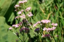 Tausendguldenkraut - Centaurium umbellatum * 1240 x 826 * (325KB)